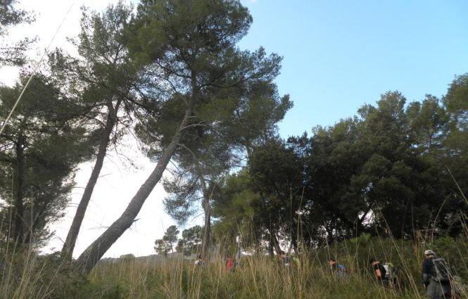 GSM - Gays Senderistas de Mallorca